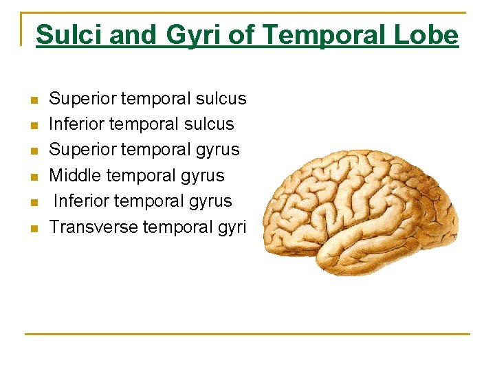 Sulci and Gyri of Temporal Lobe n n n Superior temporal sulcus Inferior temporal