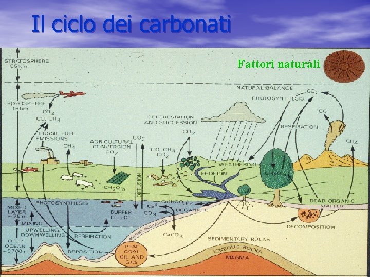 Il ciclo dei carbonati Fattori naturali 