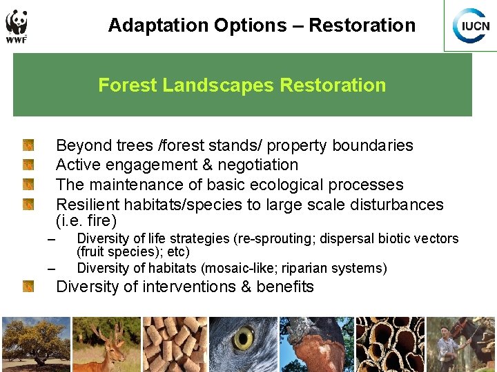 Adaptation Options – Restoration Forest Landscapes Restoration Beyond trees /forest stands/ property boundaries Active