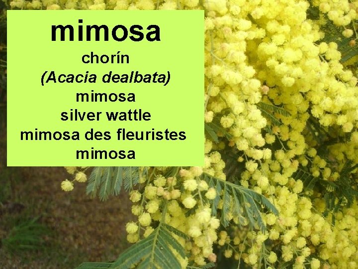 mimosa chorín (Acacia dealbata) mimosa silver wattle mimosa des fleuristes mimosa 