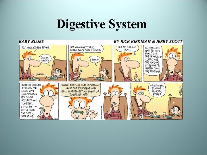 Digestive System 