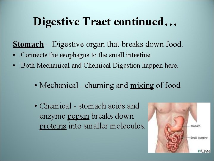 Digestive Tract continued… Stomach – Digestive organ that breaks down food. • Connects the