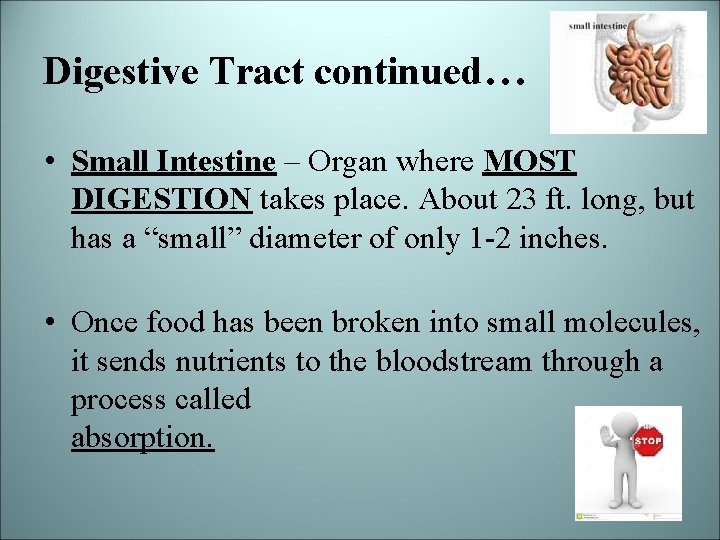 Digestive Tract continued… • Small Intestine – Organ where MOST DIGESTION takes place. About