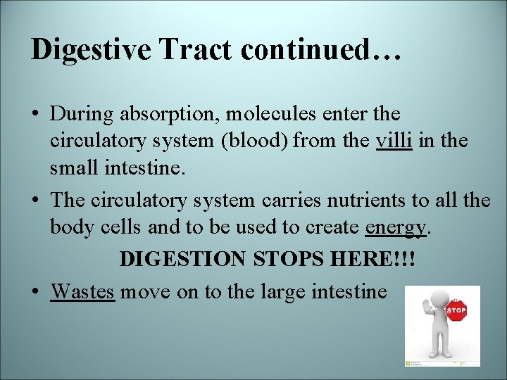 Digestive Tract continued… • During absorption, molecules enter the circulatory system (blood) from the