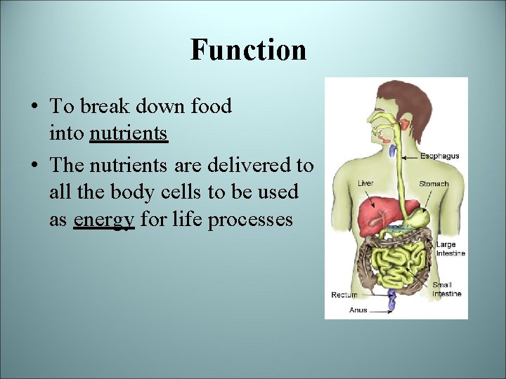 Function • To break down food into nutrients • The nutrients are delivered to