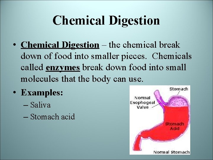 Chemical Digestion • Chemical Digestion – the chemical break down of food into smaller