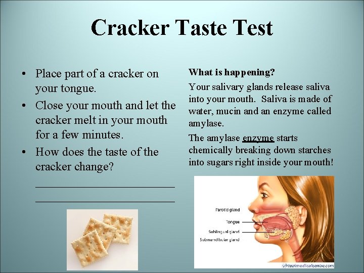 Cracker Taste Test • Place part of a cracker on your tongue. • Close