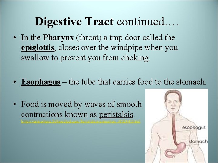 Digestive Tract continued…. • In the Pharynx (throat) a trap door called the epiglottis,