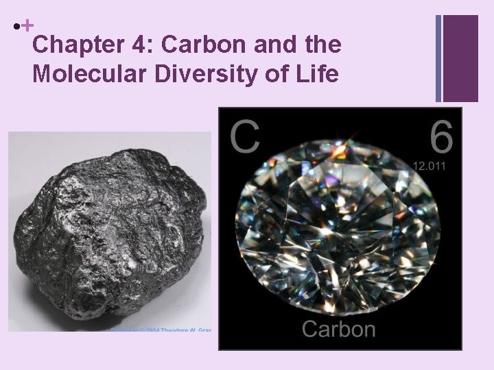  • + Chapter 4: Carbon and the Molecular Diversity of Life 