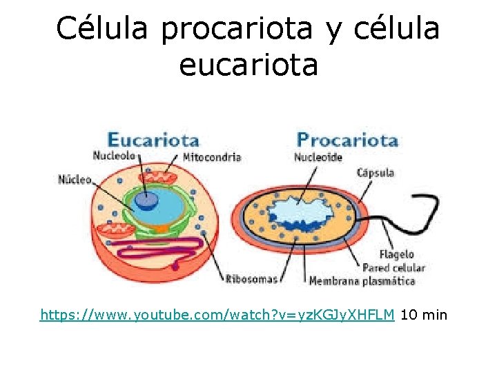 Célula procariota y célula eucariota https: //www. youtube. com/watch? v=yz. KGJy. XHFLM 10 min