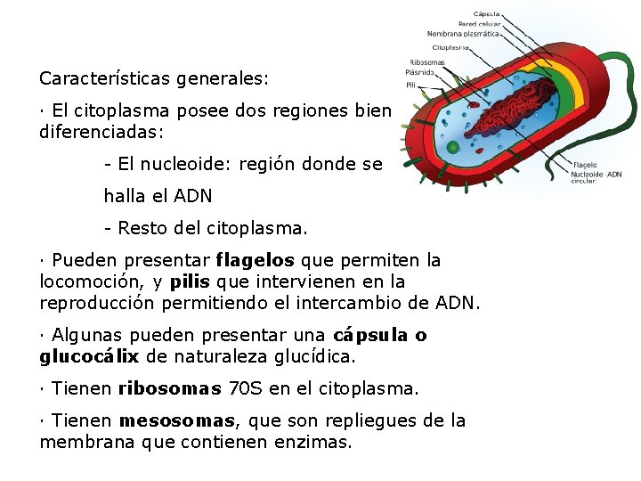 Características generales: · El citoplasma posee dos regiones bien diferenciadas: - El nucleoide: región