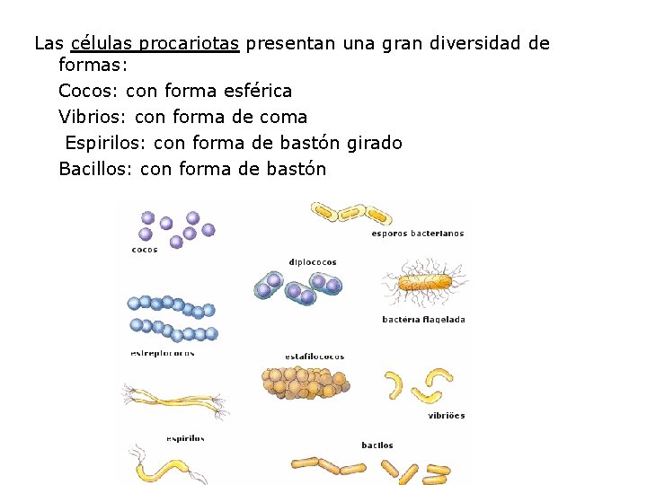 Las células procariotas presentan una gran diversidad de formas: Cocos: con forma esférica Vibrios: