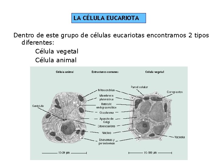 LA CÉLULA EUCARIOTA Dentro de este grupo de células eucariotas encontramos 2 tipos diferentes: