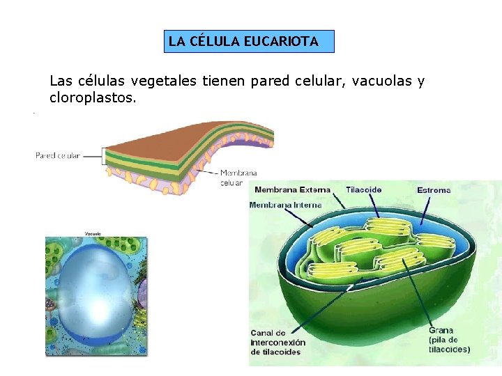 LA CÉLULA EUCARIOTA Las células vegetales tienen pared celular, vacuolas y cloroplastos. 