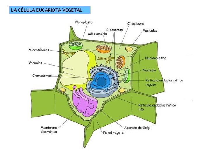 LA CÉLULA EUCARIOTA VEGETAL 