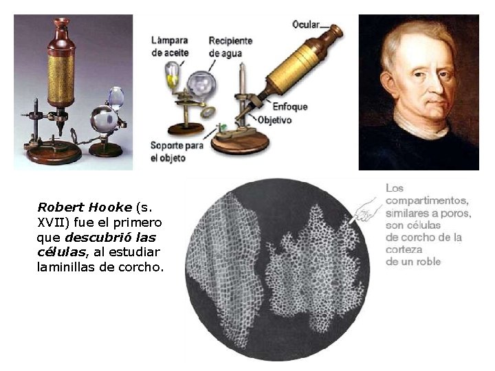 Robert Hooke (s. XVII) fue el primero que descubrió las células, al estudiar laminillas