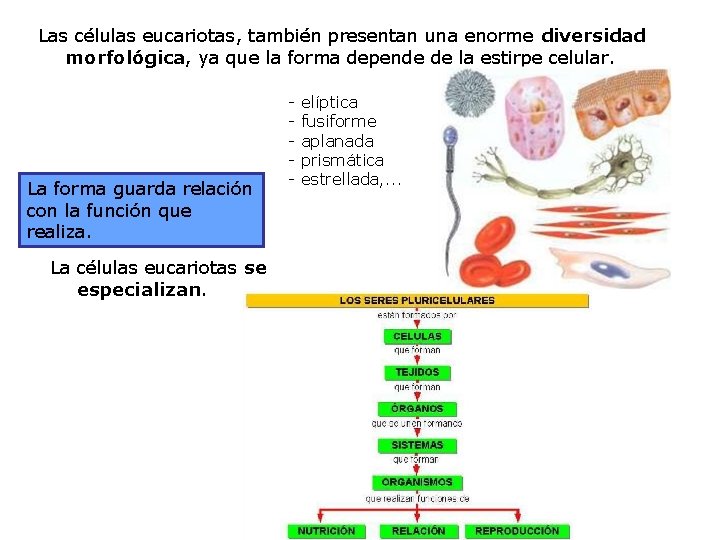 Las células eucariotas, también presentan una enorme diversidad morfológica, ya que la forma depende