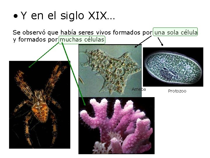  • Y en el siglo XIX… Se observó que había seres vivos formados