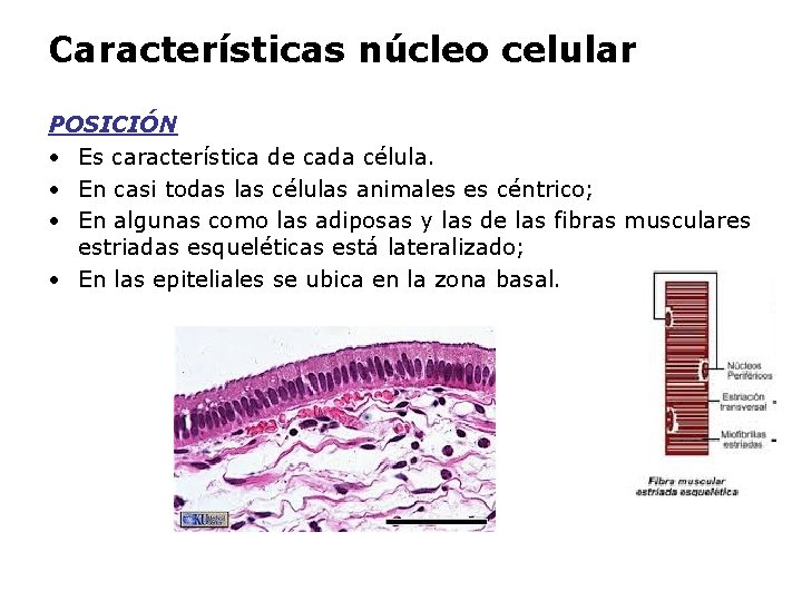 Características núcleo celular POSICIÓN • Es característica de cada célula. • En casi todas