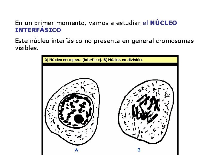 En un primer momento, vamos a estudiar el NÚCLEO INTERFÁSICO · Este núcleo interfásico