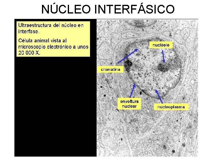 NÚCLEO INTERFÁSICO 