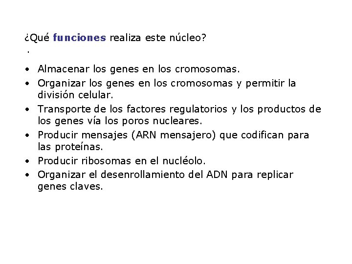 ¿Qué funciones realiza este núcleo? · • Almacenar los genes en los cromosomas. •