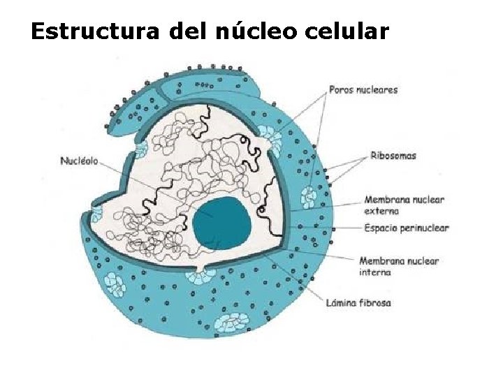 Estructura del núcleo celular 