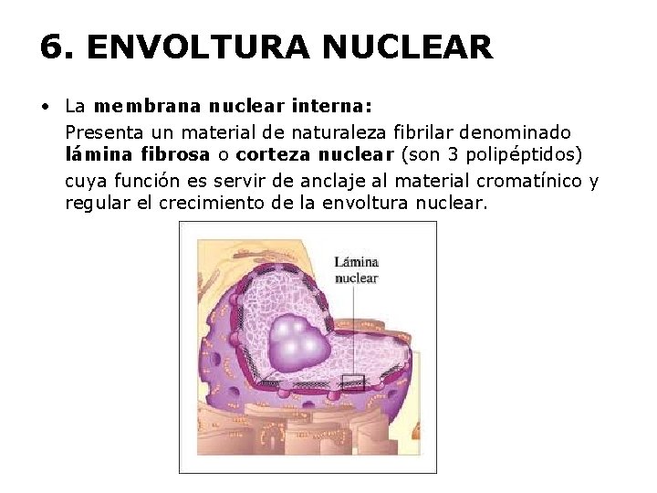 6. ENVOLTURA NUCLEAR • La membrana nuclear interna: Presenta un material de naturaleza fibrilar