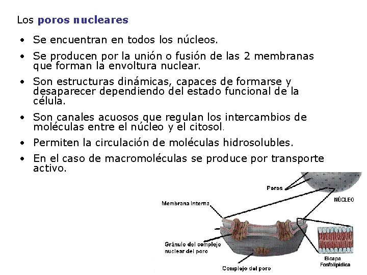 Los poros nucleares • Se encuentran en todos los núcleos. • Se producen por