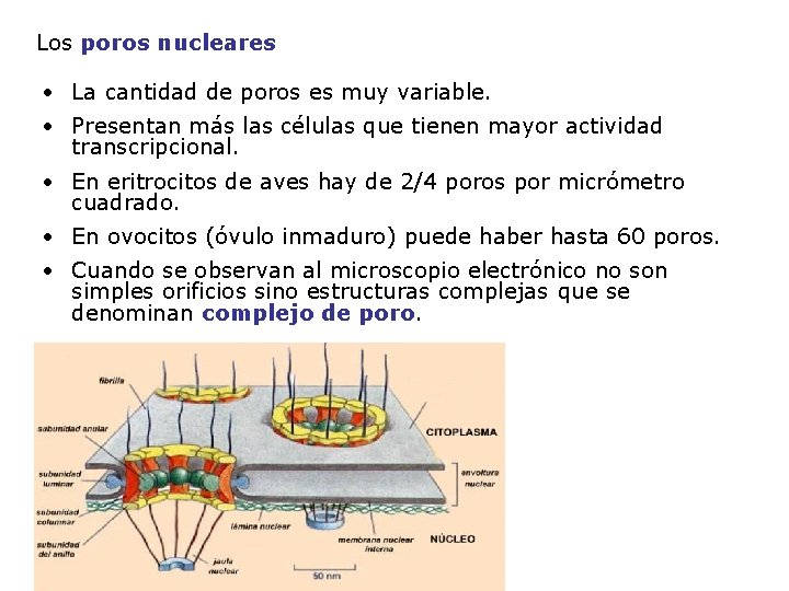 Los poros nucleares • La cantidad de poros es muy variable. • Presentan más