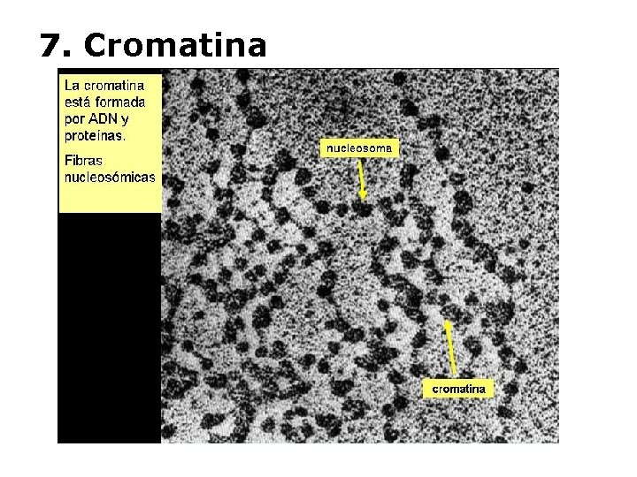 7. Cromatina 