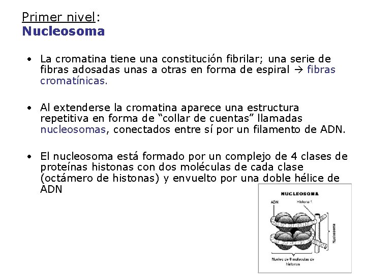 Primer nivel: Nucleosoma • La cromatina tiene una constitución fibrilar; una serie de fibras