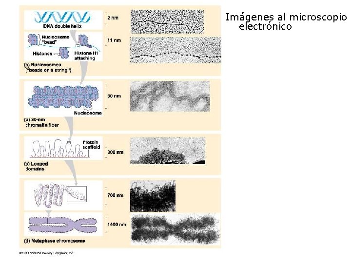 Imágenes al microscopio electrónico 