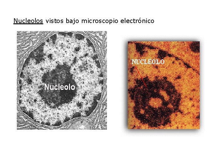 Nucleolos vistos bajo microscopio electrónico 