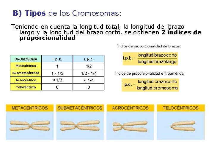 B) Tipos de los Cromosomas: Teniendo en cuenta la longitud total, la longitud del