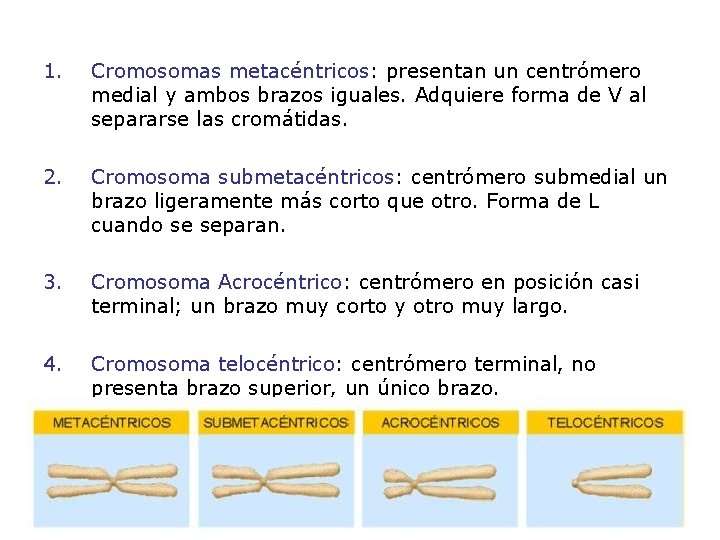 1. Cromosomas metacéntricos: presentan un centrómero medial y ambos brazos iguales. Adquiere forma de