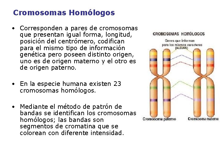 Cromosomas Homólogos • Corresponden a pares de cromosomas que presentan igual forma, longitud, posición