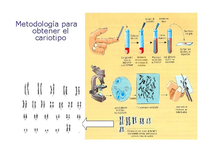 Metodología para obtener el cariotipo 