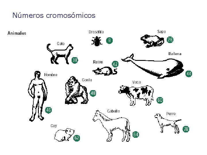 Números cromosómicos 