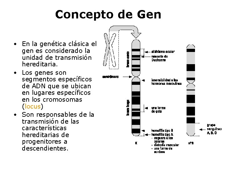 Concepto de Gen • En la genética clásica el gen es considerado la unidad