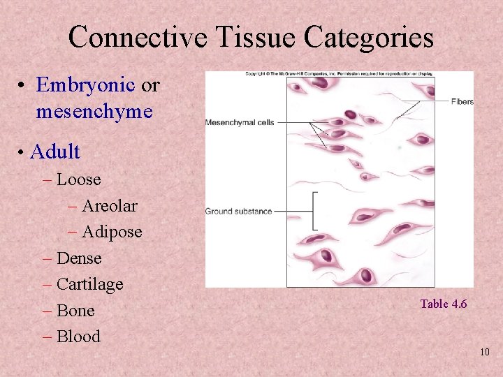 Connective Tissue Categories • Embryonic or mesenchyme • Adult – Loose – Areolar –