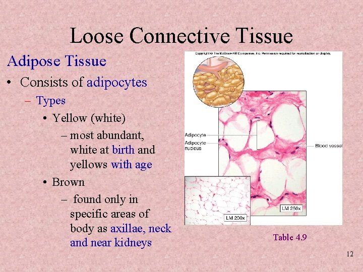 Loose Connective Tissue Adipose Tissue • Consists of adipocytes – Types • Yellow (white)