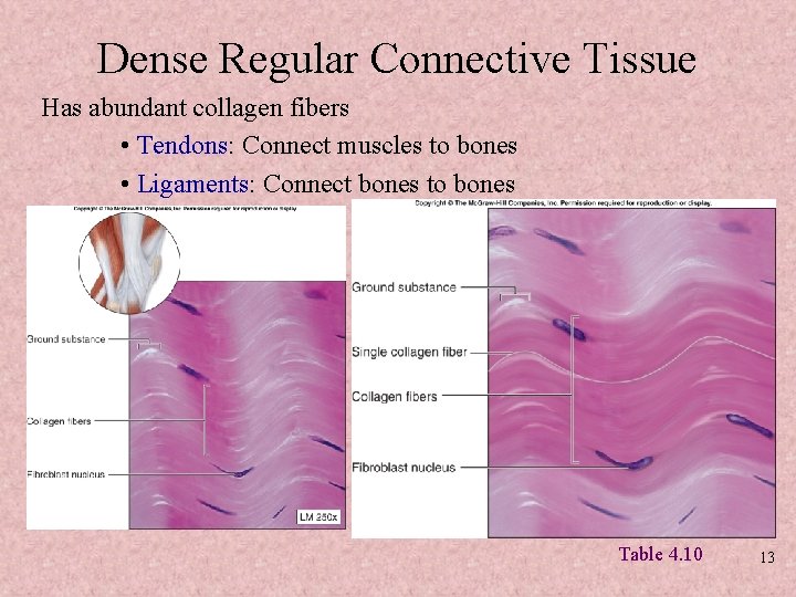 Dense Regular Connective Tissue Has abundant collagen fibers • Tendons: Connect muscles to bones