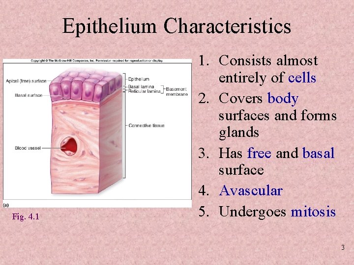 Epithelium Characteristics Fig. 4. 1 1. Consists almost entirely of cells 2. Covers body