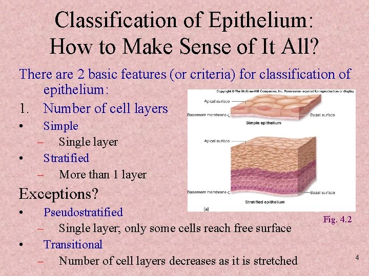 Classification of Epithelium: How to Make Sense of It All? There are 2 basic
