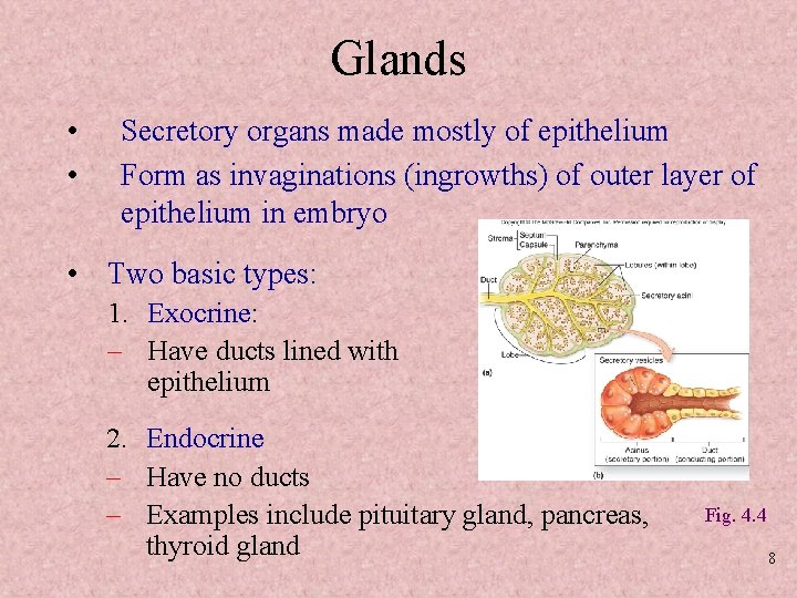 Glands • • Secretory organs made mostly of epithelium Form as invaginations (ingrowths) of
