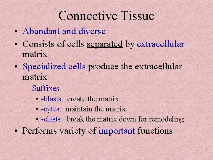 Connective Tissue • Abundant and diverse • Consists of cells separated by extracellular matrix