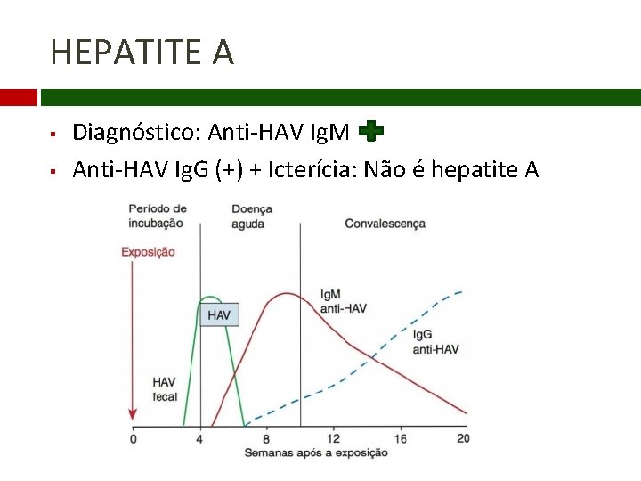 HEPATITE A § § Diagnóstico: Anti-HAV Ig. M Anti-HAV Ig. G (+) + Icterícia: