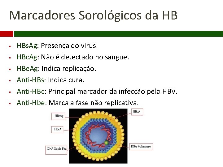 Marcadores Sorológicos da HB § § § HBs. Ag: Presença do vírus. HBc. Ag: