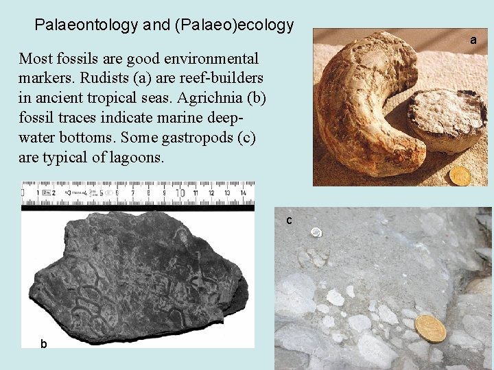 Palaeontology and (Palaeo)ecology Most fossils are good environmental markers. Rudists (a) are reef-builders in